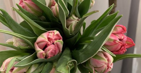 Tulips in the dark